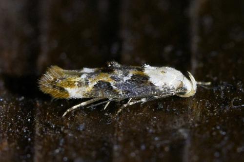 Réf. 310 170 : Mompha propinquella